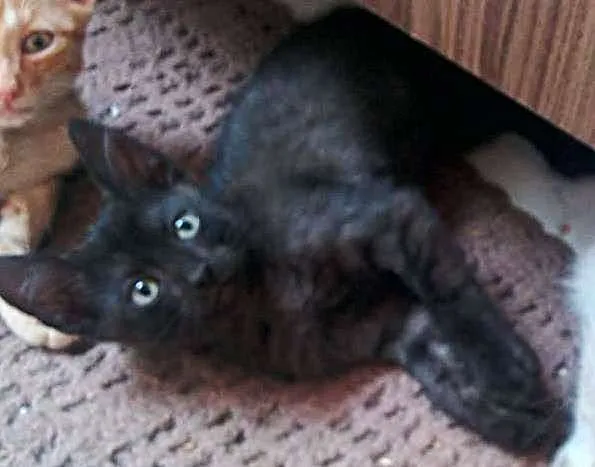 Gato raça SRD idade 2 a 6 meses nome Sem nome ;)