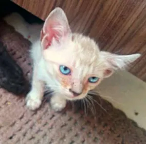 Gato raça SRD idade 2 a 6 meses nome Sem nome ;)