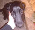 Pretinha
