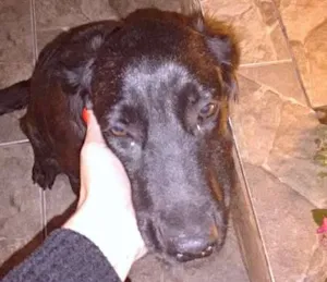 Cachorro raça viralata idade 2 anos nome Pretinha