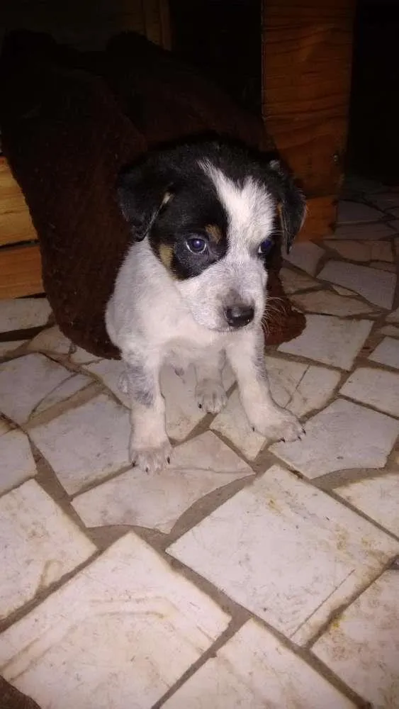 Cachorro raça Vira - Lata idade Abaixo de 2 meses nome Herói
