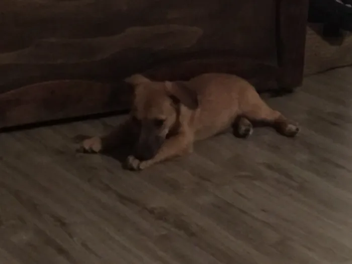 Cachorro ra a Mestiça idade 2 a 6 meses nome Chanti