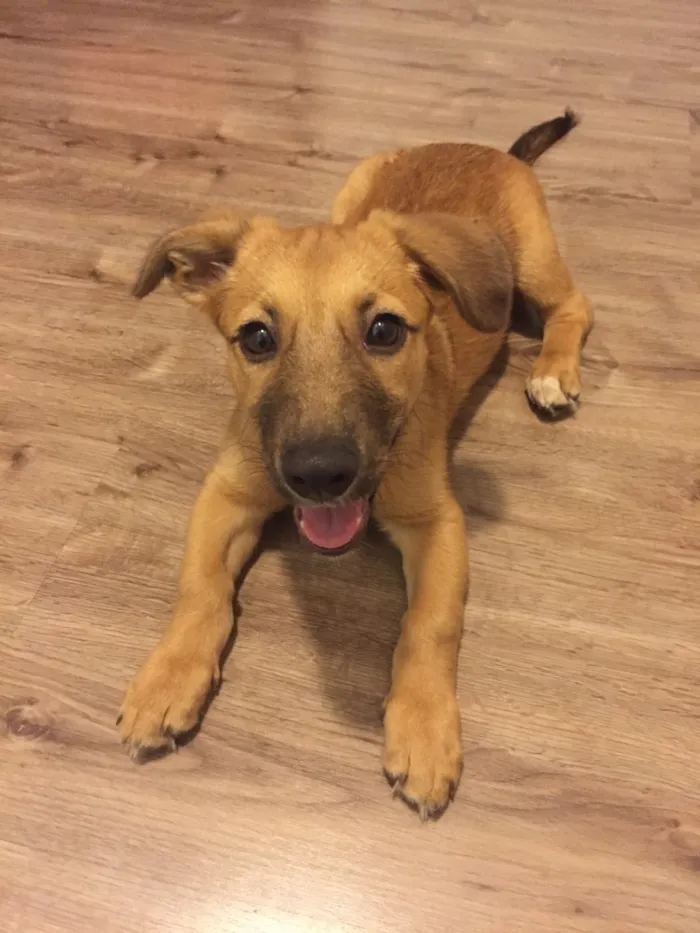 Cachorro ra a Mestiça idade 2 a 6 meses nome Chanti