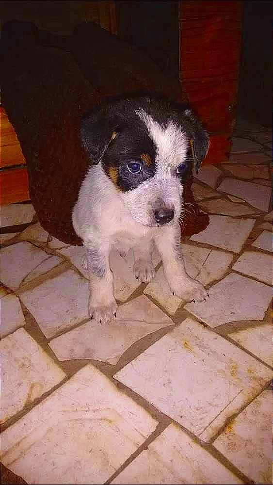 Cachorro raça Vira - Lata idade Abaixo de 2 meses nome Herói