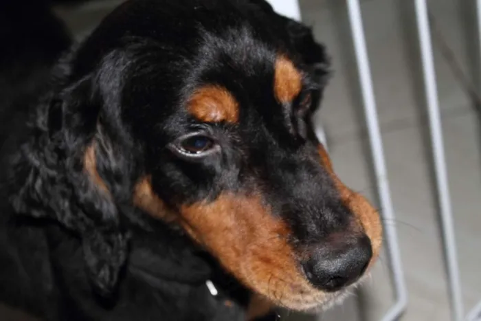 Cachorro ra a Cocker idade 2 anos nome Preto