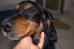 Cachorro raça Cocker idade 2 anos nome Preto