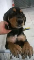 Preto