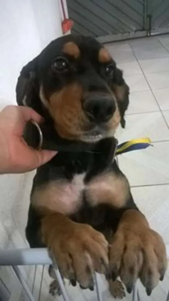 Cachorro ra a Cocker idade 2 anos nome Preto