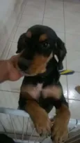 Preto
