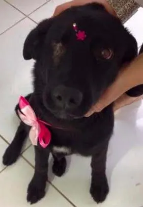 Cachorro raça Labrador idade 7 a 11 meses nome Docinha