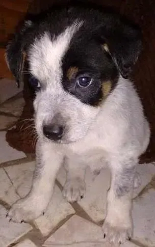 Cachorro raça Vira - Lata idade Abaixo de 2 meses nome Herói