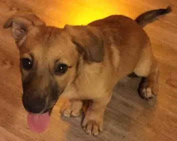 Cachorro ra a Mestiça idade 2 a 6 meses nome Chanti