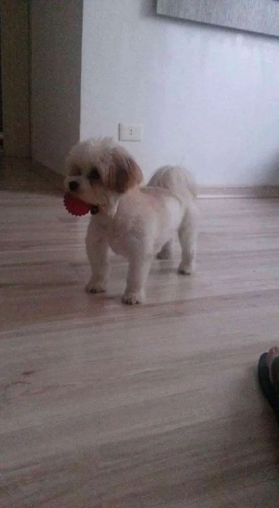 Cachorro ra a Lhasa apso idade 7 a 11 meses nome Olga