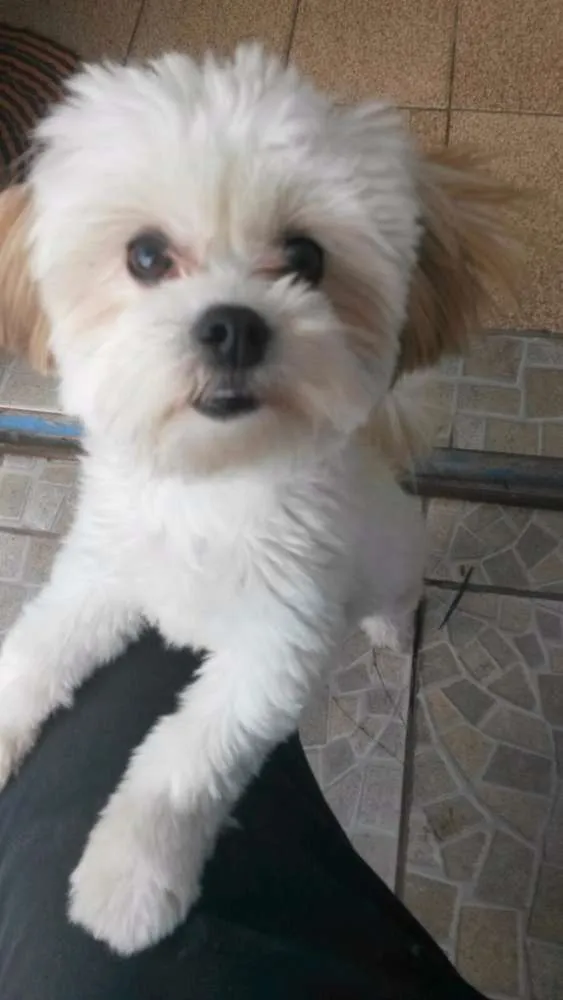 Cachorro ra a Lhasa apso idade 7 a 11 meses nome Olga