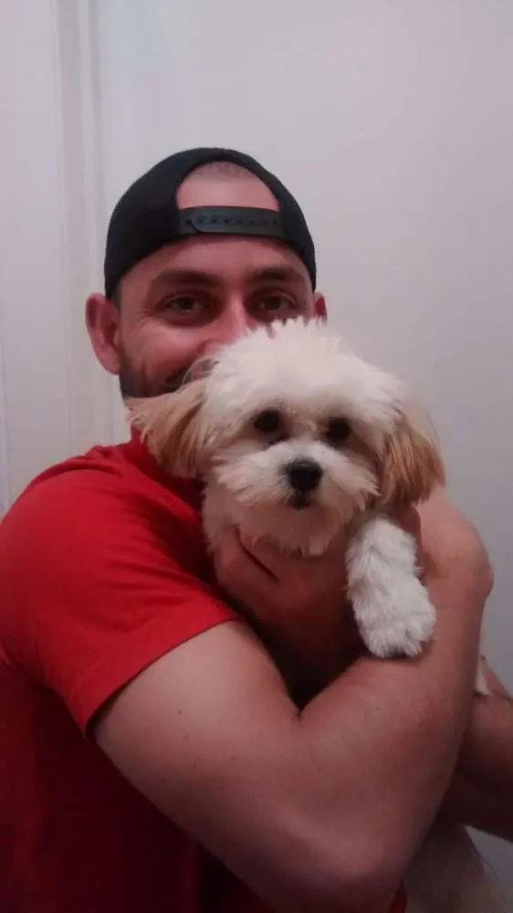 Cachorro ra a Lhasa apso idade 7 a 11 meses nome Olga