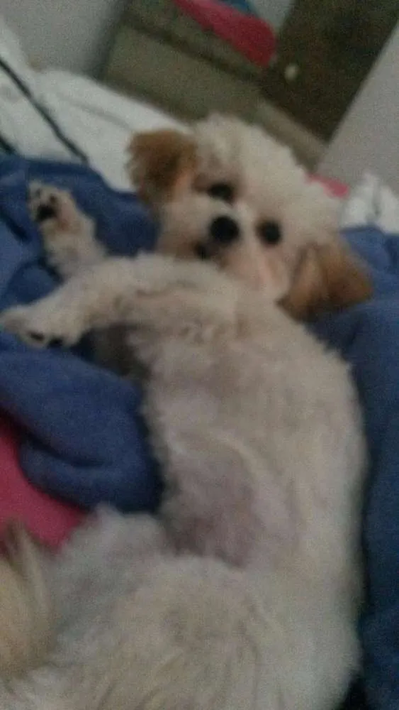 Cachorro ra a Lhasa apso idade 7 a 11 meses nome Olga