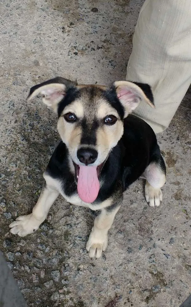 Cachorro ra a Vira Lata idade 2 a 6 meses nome Frank