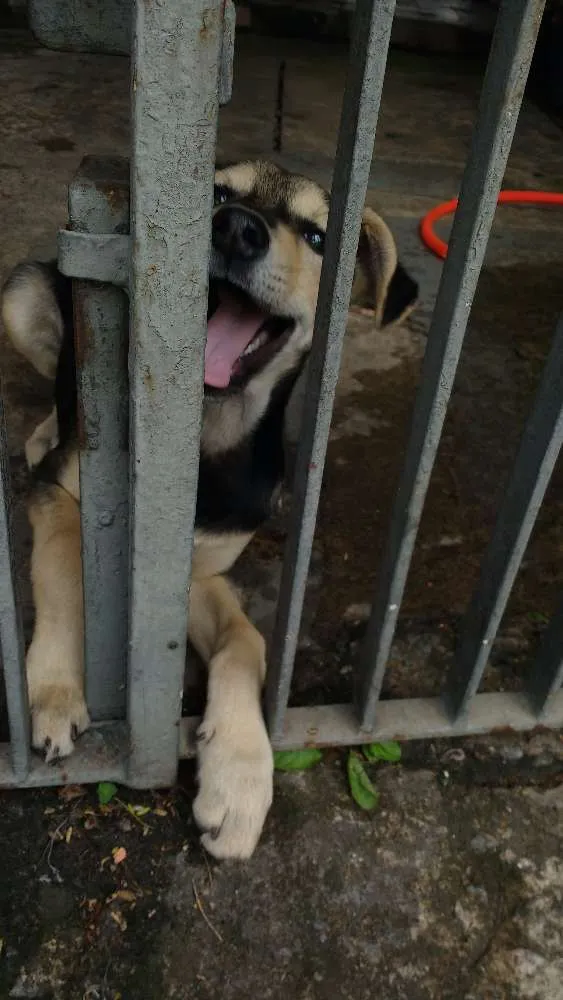 Cachorro ra a Vira Lata idade 2 a 6 meses nome Frank