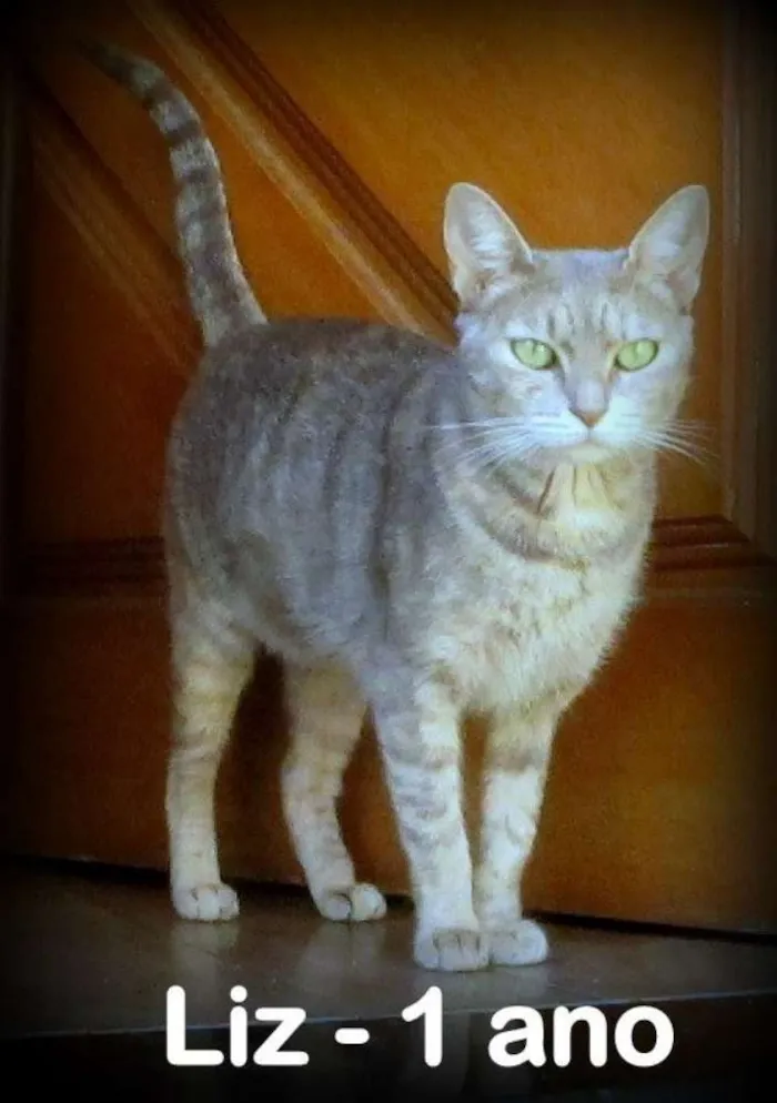 Gato ra a SRD idade 1 ano nome LIZ