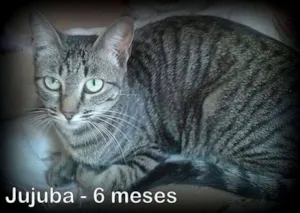 Gato raça SRD idade 2 a 6 meses nome JUJUBA