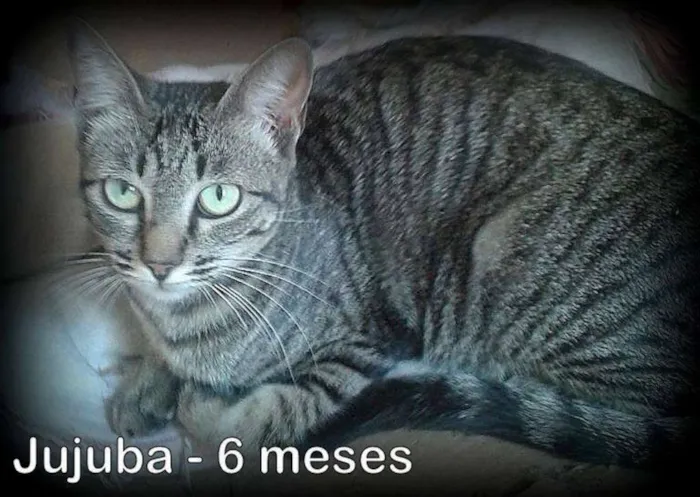 Gato ra a SRD idade 2 a 6 meses nome JUJUBA