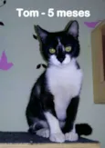 TOM