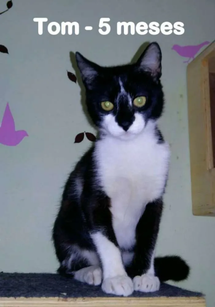 Gato ra a SRD idade 2 a 6 meses nome TOM