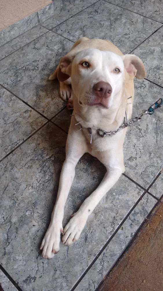 Cachorro raça Mistura de Fila idade 7 a 11 meses nome Pérola