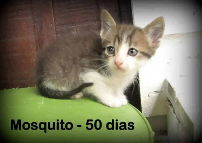Gato ra a SRD idade Abaixo de 2 meses nome MOSQUITO