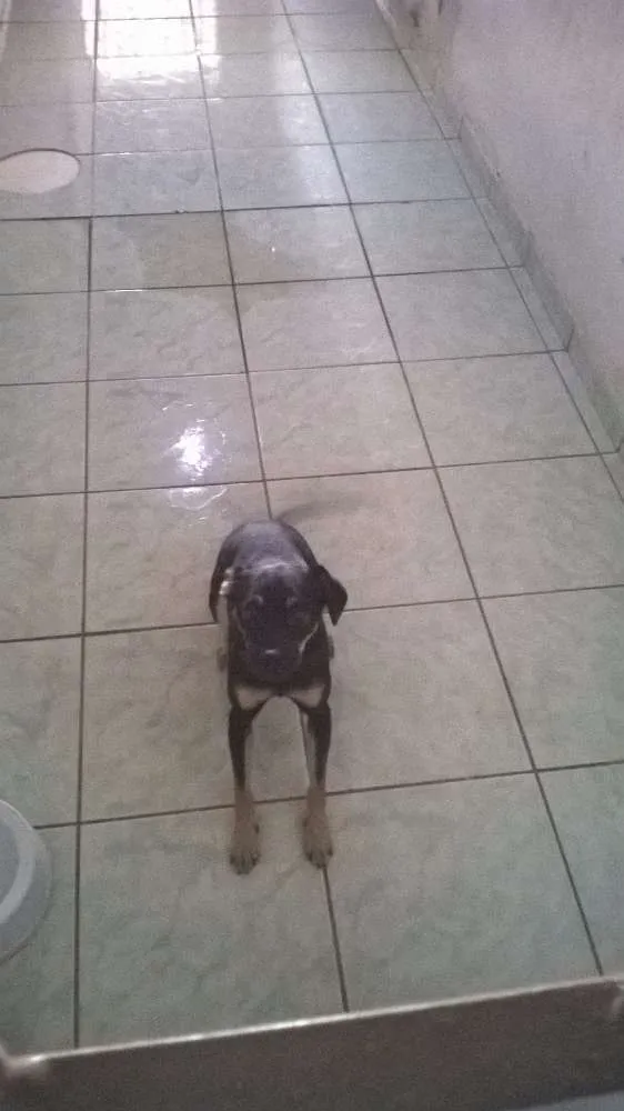 Cachorro ra a Vira lata idade 7 a 11 meses nome Burke