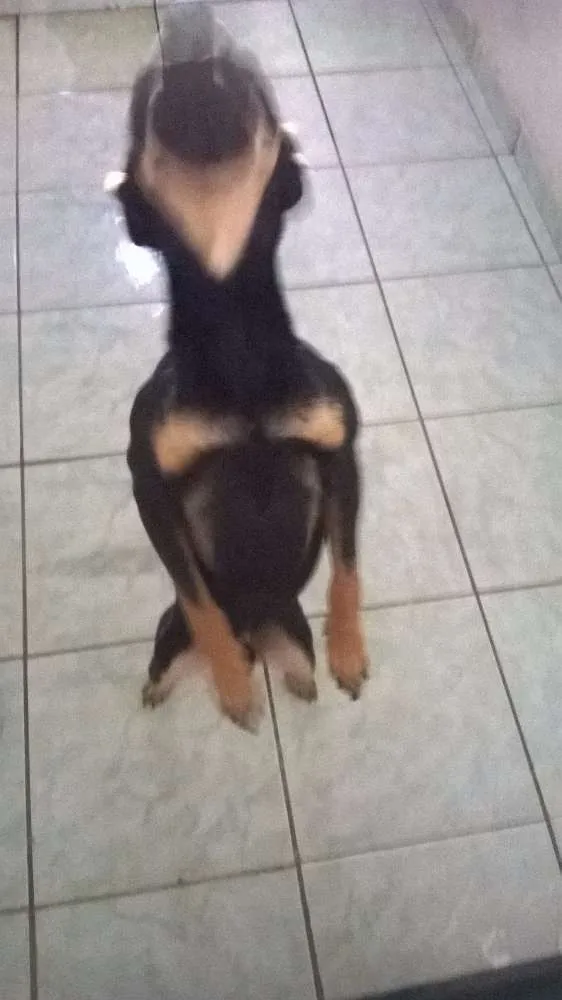 Cachorro ra a Vira lata idade 7 a 11 meses nome Burke