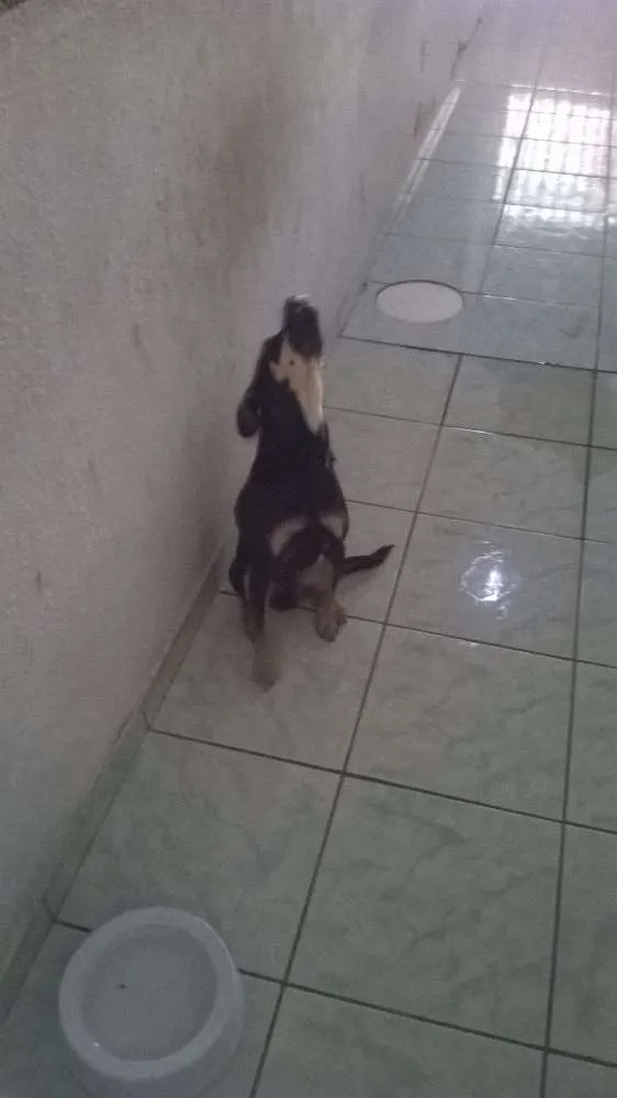 Cachorro ra a Vira lata idade 7 a 11 meses nome Burke
