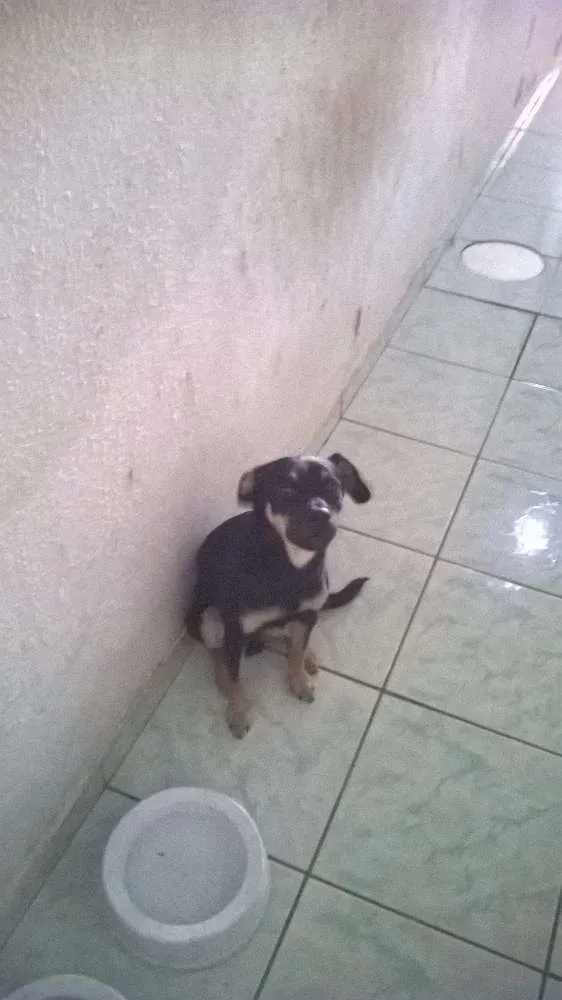 Cachorro ra a Vira lata idade 7 a 11 meses nome Burke