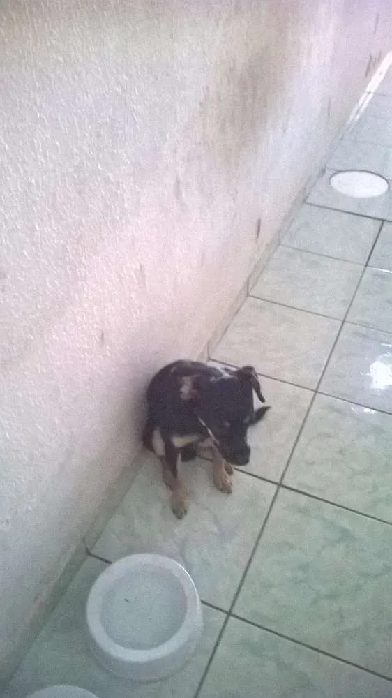 Cachorro ra a Vira lata idade 7 a 11 meses nome Burke