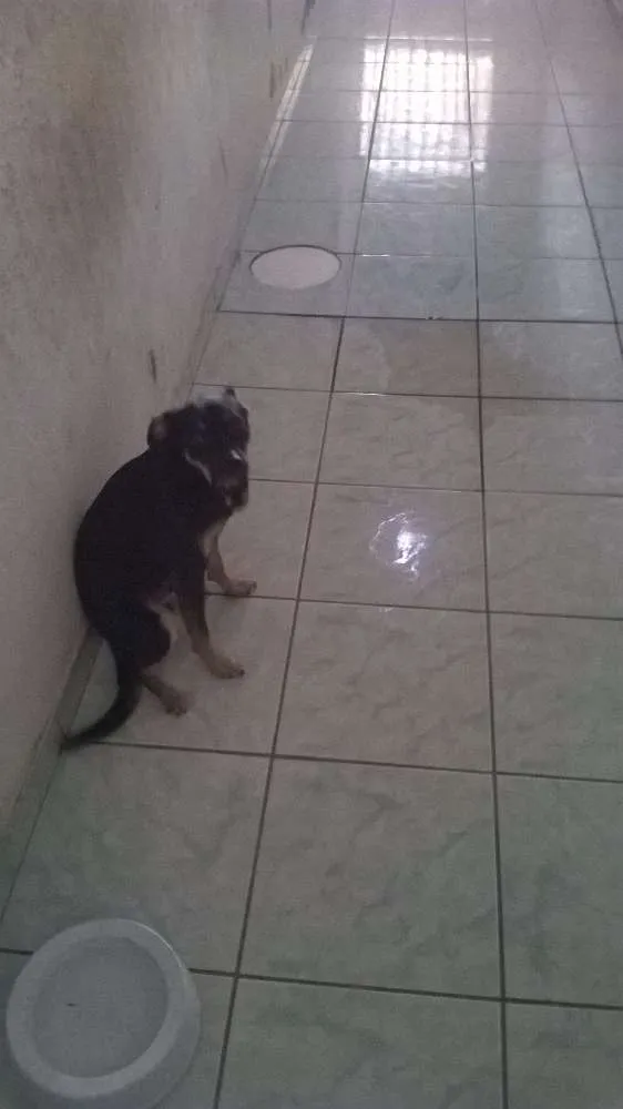 Cachorro ra a Vira lata idade 7 a 11 meses nome Burke