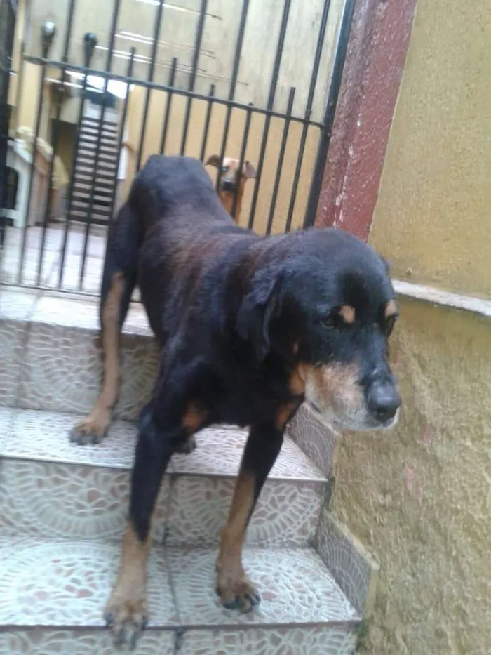 Cachorro raça Rotivalier idade 6 ou mais anos nome Pedrão