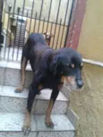Pedrão