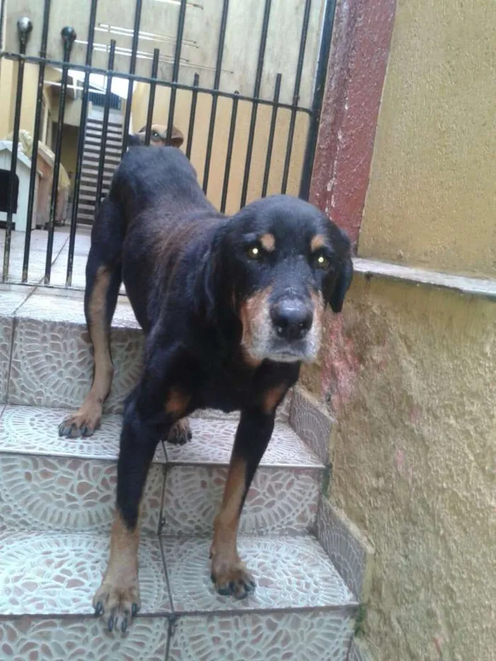 Cachorro raça Rotivalier idade 6 ou mais anos nome Pedrão