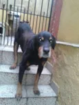 Pedrão