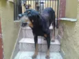Pedrão