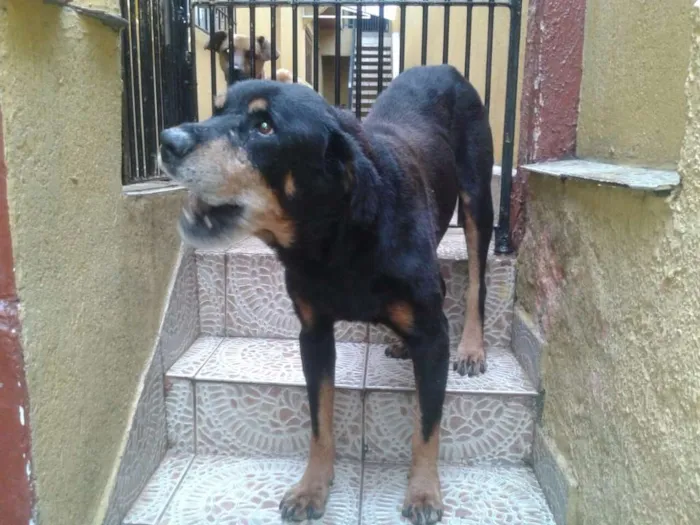 Cachorro raça Rotivalier idade 6 ou mais anos nome Pedrão