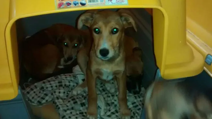 Cachorro ra a srd idade  nome Caramela
