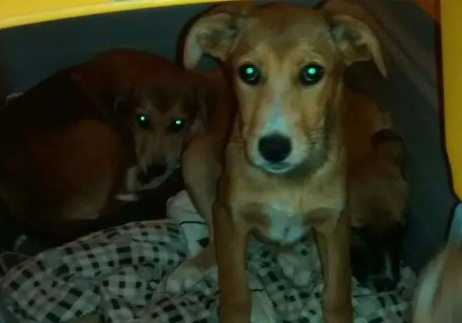 Cachorro ra a srd idade  nome Caramela