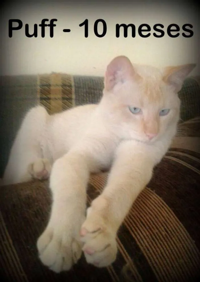 Gato ra a SRD idade 7 a 11 meses nome PUFF