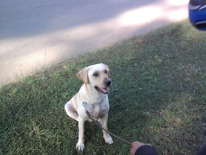 Cachorro ra a Labrador idade 5 anos nome Maike