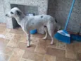 PINTADINHO