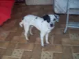 PINTADINHO