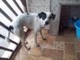 PINTADINHO