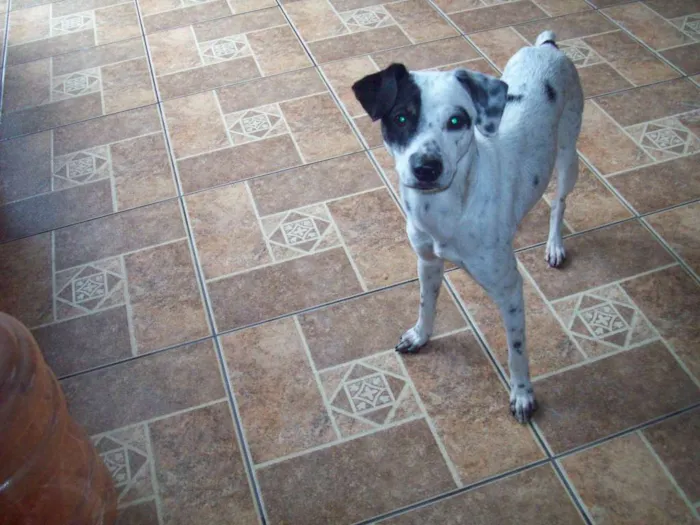 Cachorro ra a SRD idade 7 a 11 meses nome PINTADINHO