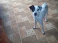 PINTADINHO